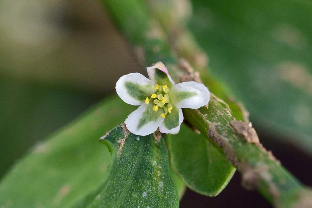Polygonum aviculare ?